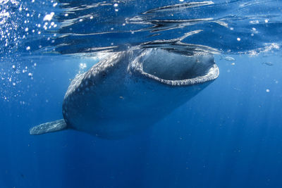 Fish swimming in sea