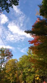 Low angle view of trees against sky