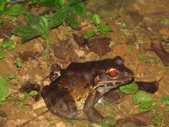 Close-up of frog on leaf