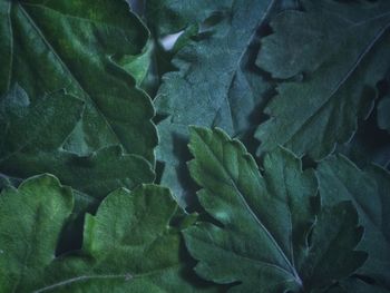 Full frame shot of fresh green leaves