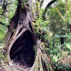 Trees in forest