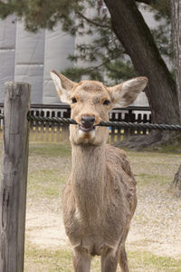 Portrait of horse in farm