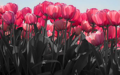 Red tulips against sky