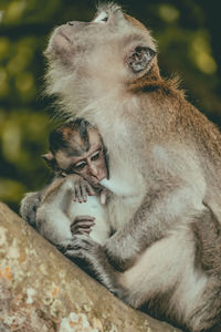 Mother monkey breastfeeding 