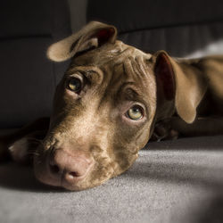 Close-up portrait of dog lying at home