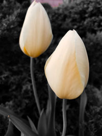 Close-up of white flowering plant