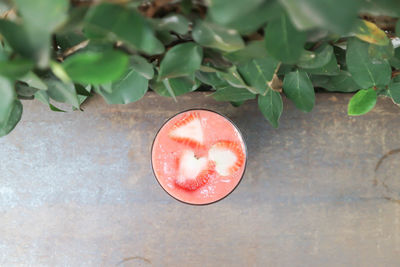 High angle view of strawberry on plant