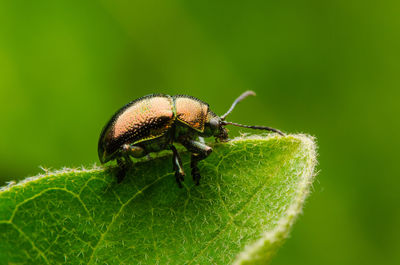 Close-up of insect on leaf