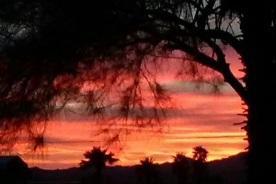 Silhouette of trees at sunset