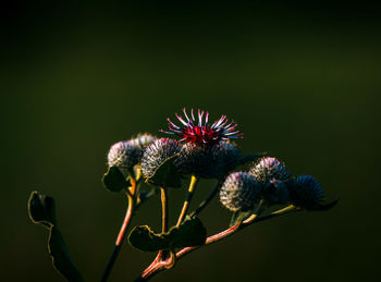 Close-up of wilted plant