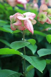 Close-up of pink flowering plant