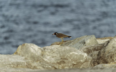 Bird perching on rock in sea