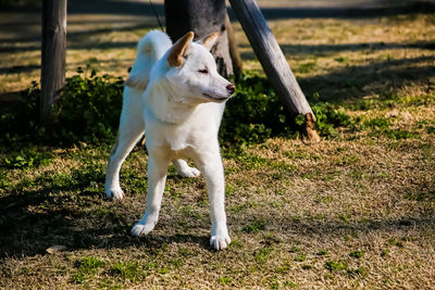 Dog running on field