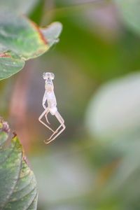 Close-up of spider