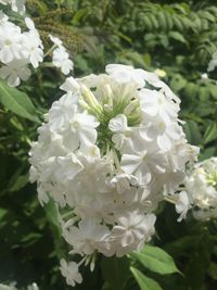 Close-up of white flowers blooming outdoors