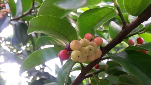 Close-up of fruits on tree