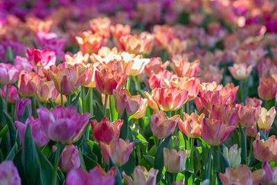 Close-up of pink tulips on field