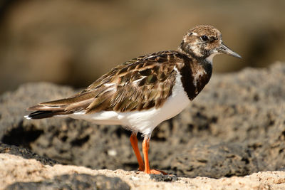 Close-up of bird perching on rock