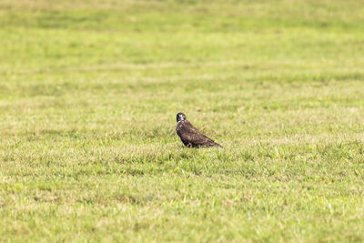 Bird perching on a field