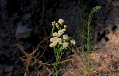 Close-up of flowering plant on field