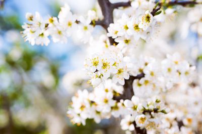 Close-up of white cherry blossoms in spring