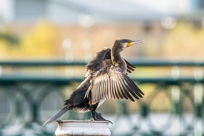 Close-up of a bird flying