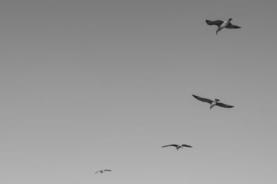 Low angle view of seagulls flying in sky