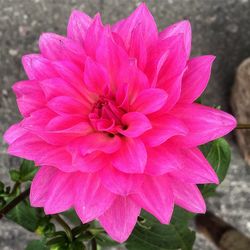 Close-up of pink flower blooming outdoors