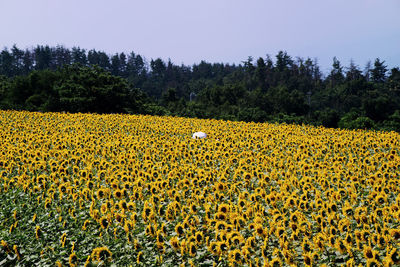 Sunflowers in field