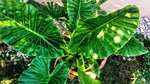 Close-up of fresh green plant