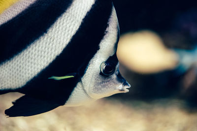 Close-up of animal head