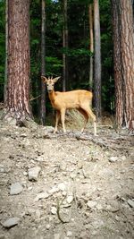 Cat standing by tree in forest