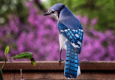 A bluejay admires the view on the deck