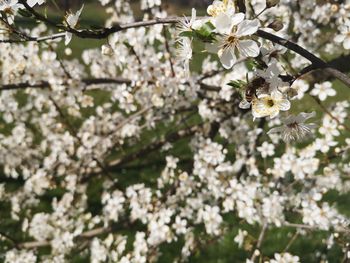 Close-up of white cherry blossom tree