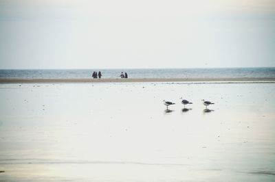 View of birds on beach