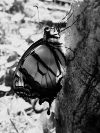 Close-up of bird on tree during halloween