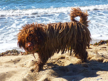 Wet spanish water dog standing on shore at beach