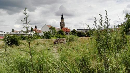 Plants growing on field against cloudy sky