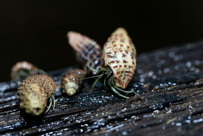 Close-up of insect on wood