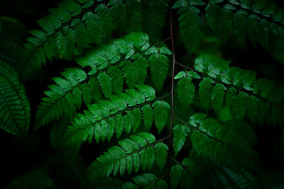 Group dark background of thriving fern with deep rich greens. concept of nature