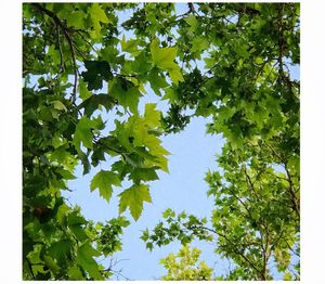 Green leaves against sky