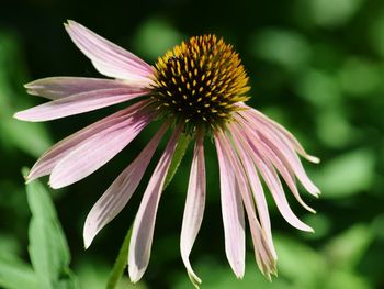Close-up of pink flower