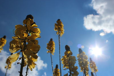 Low angle view of yellow flowers against sky