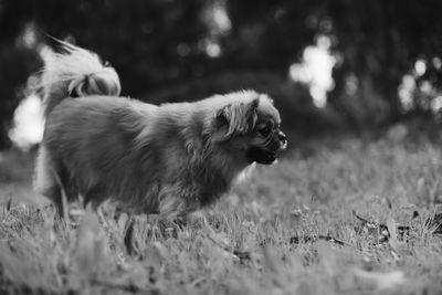 Side view of dog running on field