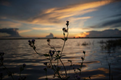 Silhouette plants against lake during sunset