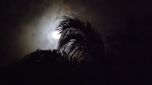 Low angle view of trees against sky at night