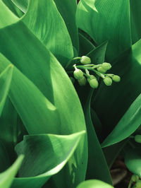 Close-up of green plant