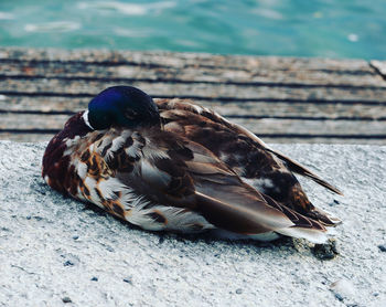 Close-up of a bird