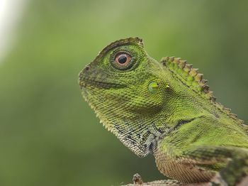 Dragon forest green lizard