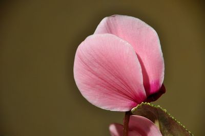 Close-up of pink flower